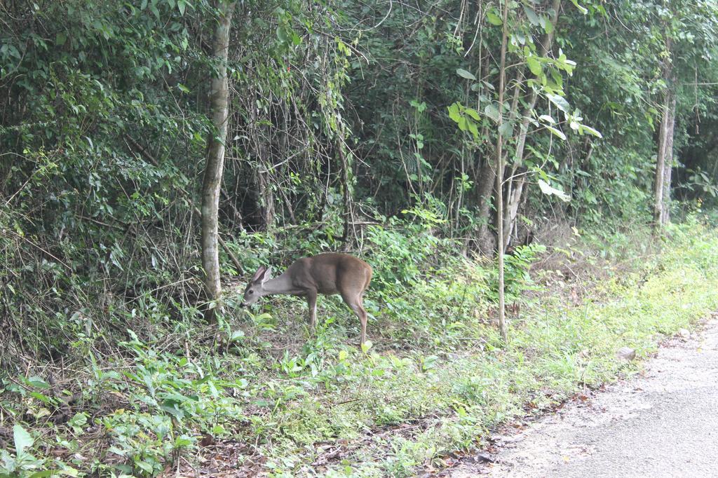 Campamento Yaax Che en Calakmul Conhuas Buitenkant foto